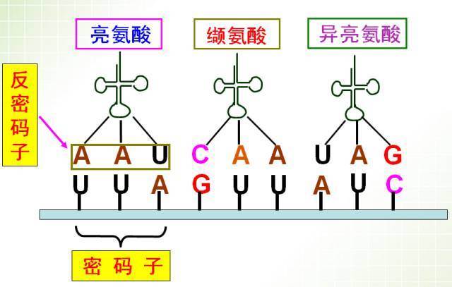 医学生专属情诗——转录篇