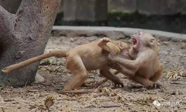 动物园内 两只小猴子正在"动粗打架,你一拳,我一掌的,像两个小孩子