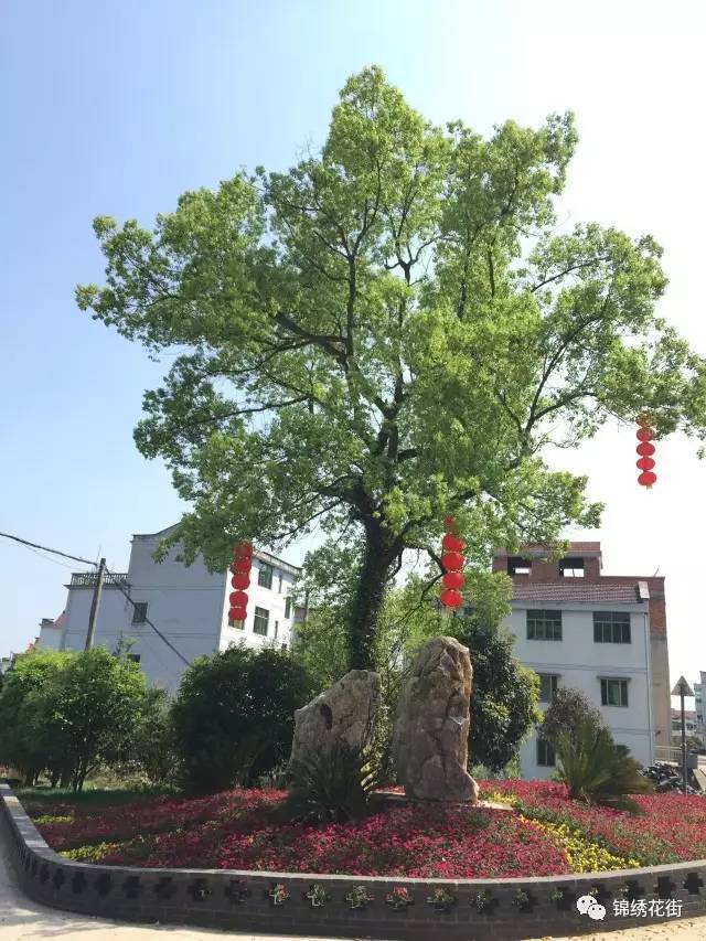 周末哪里去?永康花街镇让你转角遇见静默花开