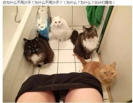 男生养猫