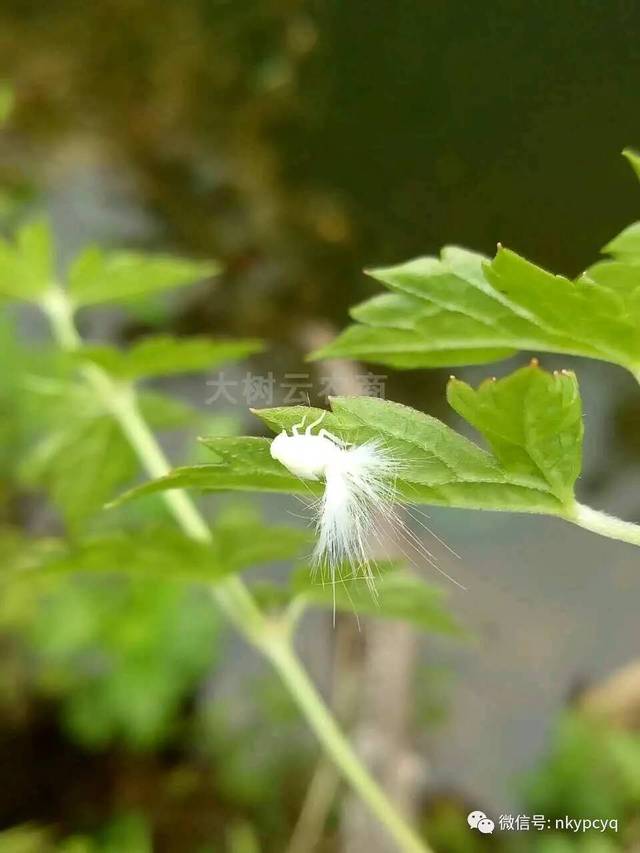 【山东普创】美得像花一样的小虫,结果却让人大吃一惊,不信你看