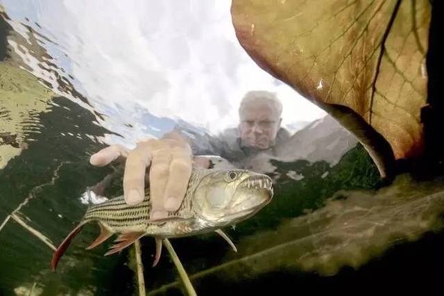 (jeremy wade放生巨狗脂鲤,图源discovery节目river monsters)