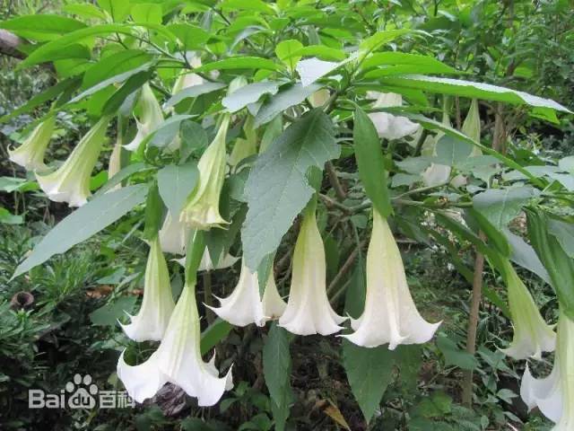 醉仙桃就是曼陀罗花,又称醉佛花,洋金花,大喇叭花,山茄子,夕颜等,6-8