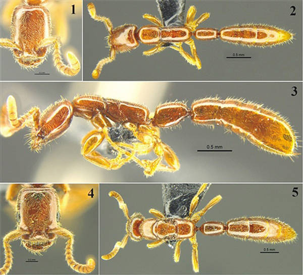 广西首次发现蚂蚁界的"活化石"雄王声猛蚁