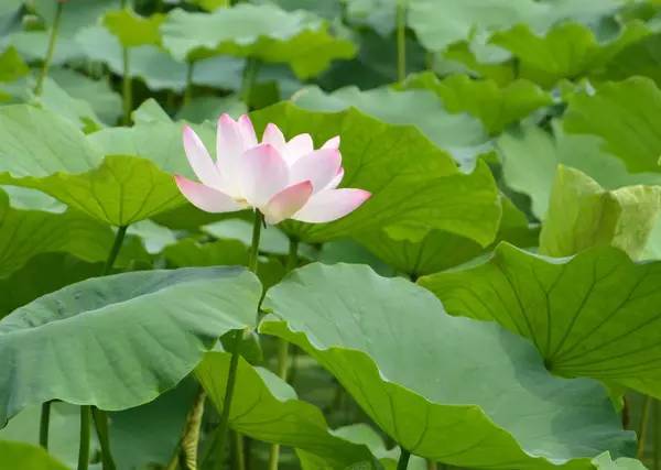 是在池水里的,但也铺在荷花边界,莲花中央,着实有种" 宛在水中央"的