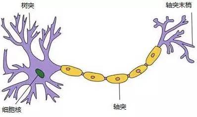 神经网络浅讲:从神经元到深度学习