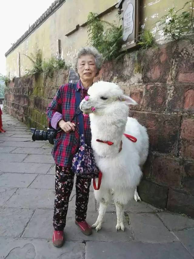 摄影之都优秀学员黎淑芳(芳草地)因病去世