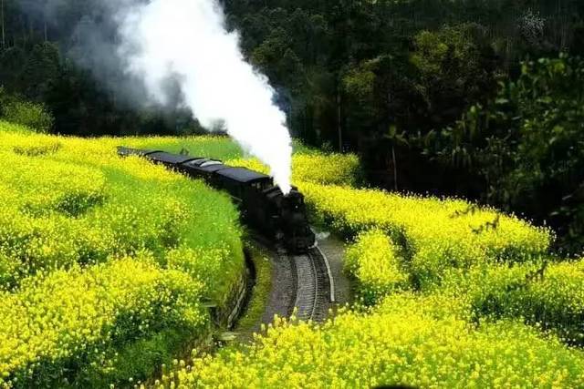 摄影之都优秀学员黎淑芳(芳草地)因病去世