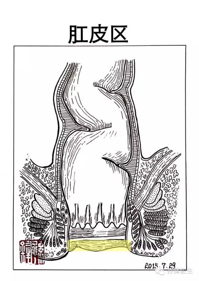 医学图说|肛管的"四线三区":画出来给大家看,好直观!