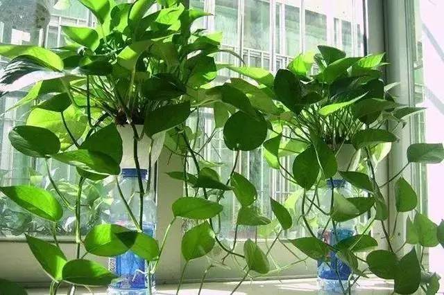 养护要点:绿萝是阴性植物,可以放卫生间内散射光生长,生长期间保持盆