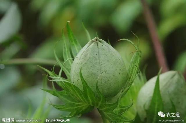 【棉花】卯足干劲,增收创效:加强棉花中后期田间管理,确保棉花丰产