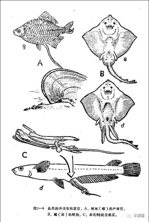 鳉类雄鱼具有交配器,鳑鲏类雌鱼有产卵管等
