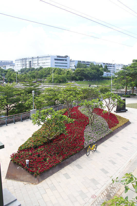 梅龙路清华东路街心花园龙船花花团锦簇,艳丽夺目,盛开的花朵宛如一把