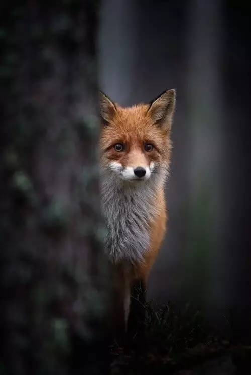 被一个狐狸监视,也是有点恐怖的事情!