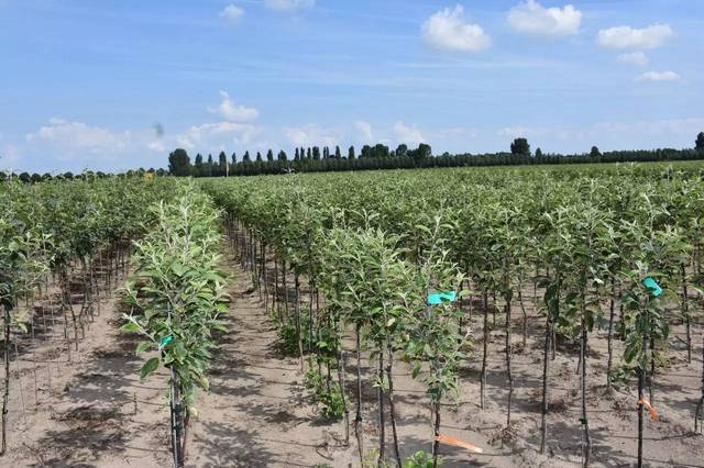 此外,该公司还提供丰富的砧木,m9t337苹果树,各式青啤梨,还有少量的