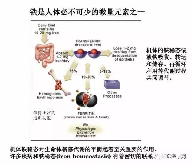 血清铁检测