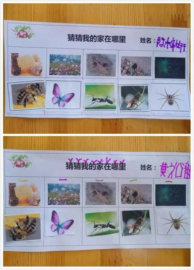 淘乐思主题活动分享——《走进昆虫世界》