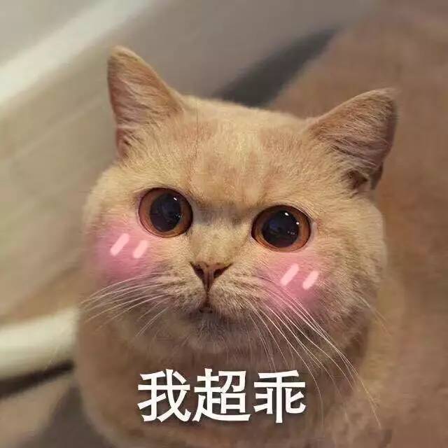 一大波小猫咪表情包 萌萌哒动态图