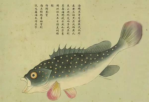 海鯚鱼赞 海鱼类鯚,身斑背刺.