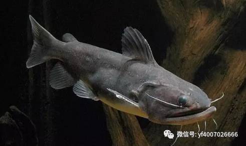 滴流小氣泡金魚(yú)圈 飛鳳魚(yú) 第1張