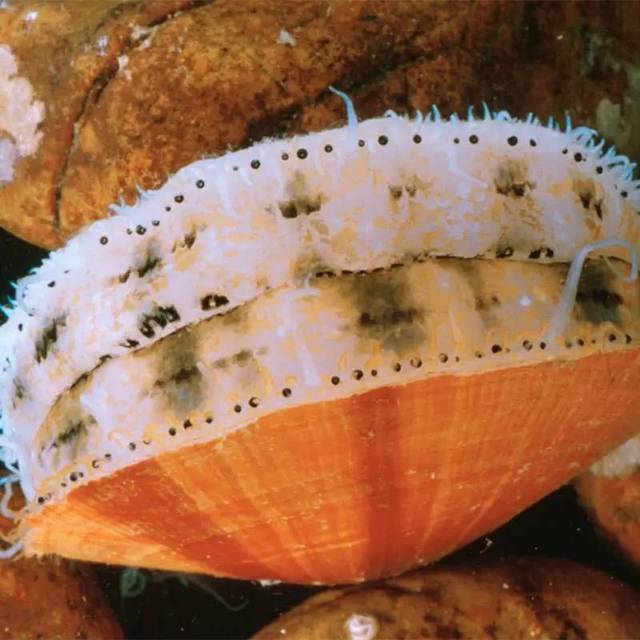 海湾扇贝 bay scallop 生活在浅海湾处,贝肉直径略大于1厘米,烹饪时间