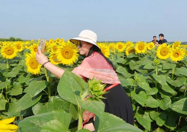 沧州这片万亩花海正在盛开!赶紧去别错过!