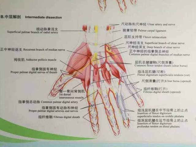 医者仁心,手足情深 济宁市第一人民医院手外足踝外科