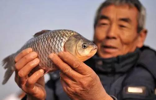 味道鲜美的:黄板泥鳅