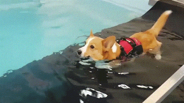狗子以为自己会游泳,结果它就蒙圈了._手机搜狐网
