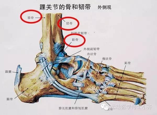 脚踝是全身最容易受伤的部位之一,这和脚踝的解剖结构有关