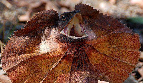 "自带伞"的蜥蜴你见过吗?澳洲伞蜥