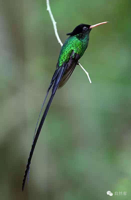 红色长尾蜂鸟又称医生鸟,是牙买加特有的一种蜂鸟.