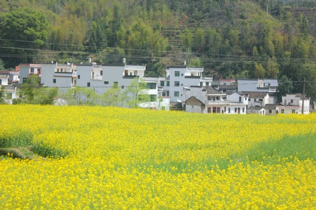 站在山顶望去,脚下大片的山谷内,油菜花层层叠叠,一望无际.