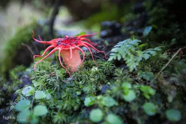 世界上最美丽的20种诡异蘑菇!