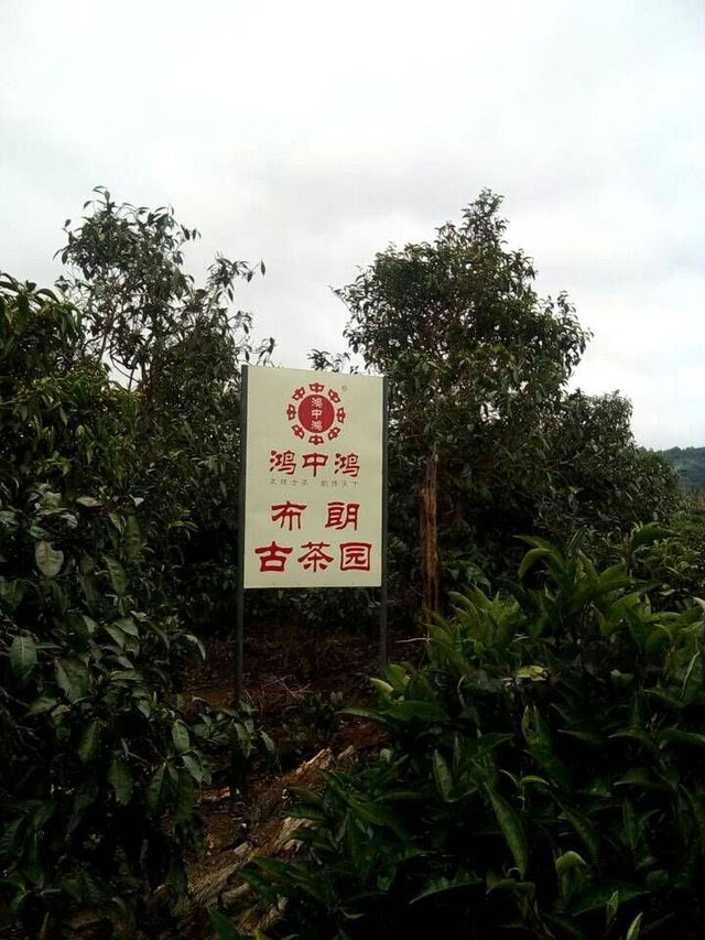 鸿中鸿茶业云南布朗山古茶园基地之旅—头春古树茶