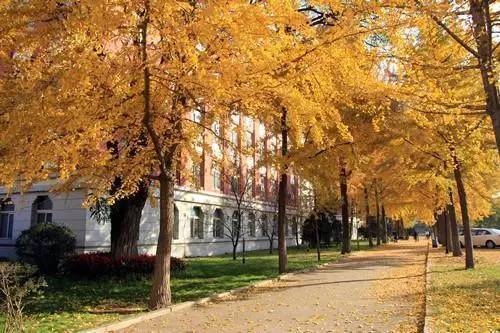 在沈阳药科大学,最美的风景就是穿着白大褂在校园里穿梭的学霸,沈阳