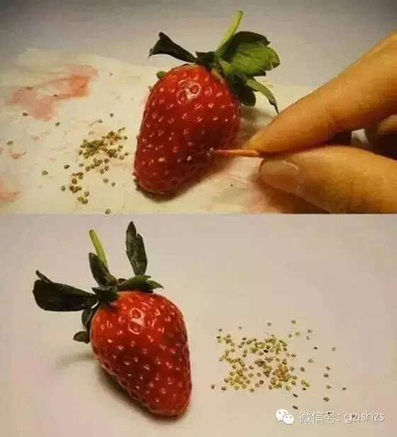 草莓 草莓上的"小芝麻", 就是草莓种子. 用牙签挑出再种起来.
