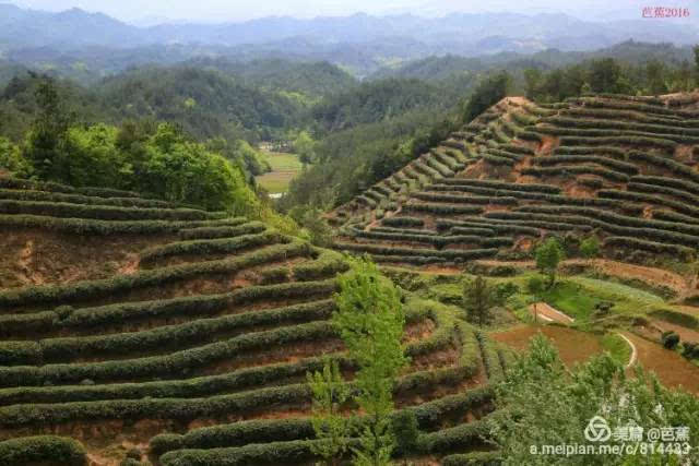 汉中旗袍美女点靓城固茶园,一抹淡笑胭脂扣!