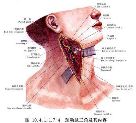 若炎症加重,形成脓肿,在耳下区皮肤溃破排脓形成久治不愈耳后瘘管.