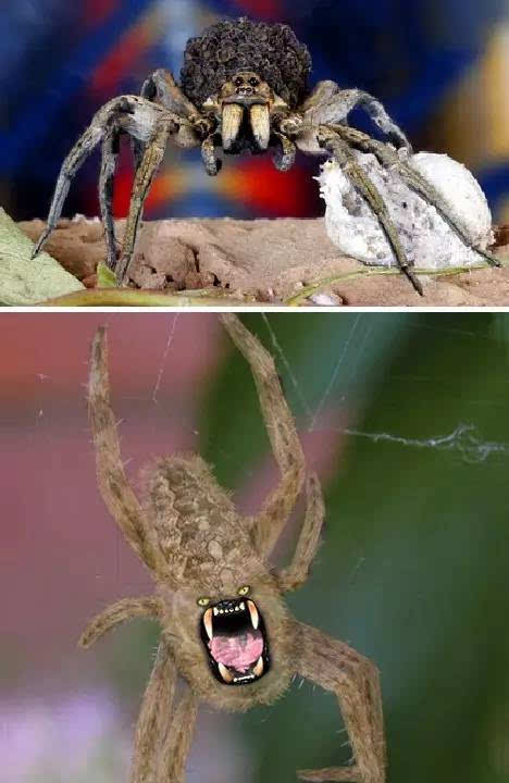 虽然是有"牙齿"啦,不过要想看到长成上面这副模样的蜘蛛,不出动ps