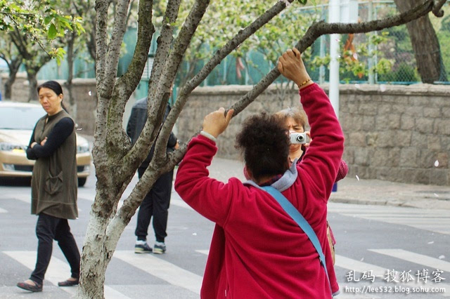 摇不动树枝的大妈们甚至挂在树上打滴溜,引得路人纷纷侧目而视.