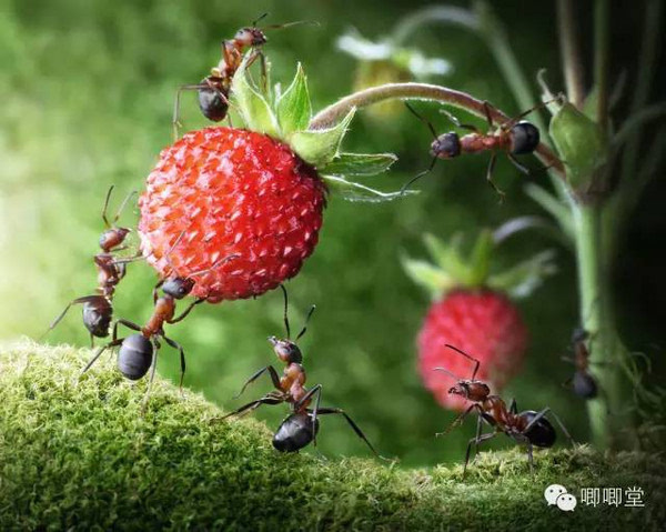蚂蚁优化了他们在搬运食物过程中合作的效率,缩短了搬运的时间.