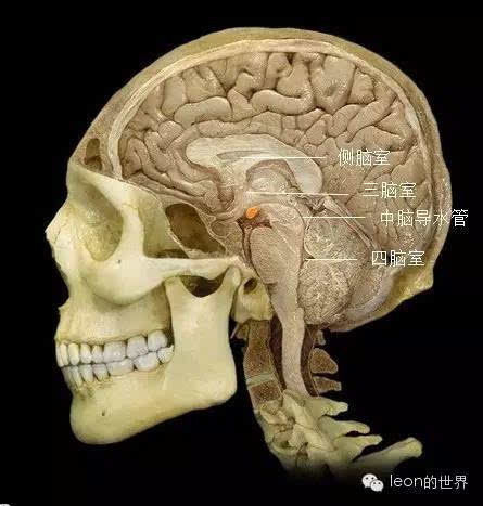 来源:leon的世界 三脑室通过双侧室间孔与双侧脑室相连,通过中脑导