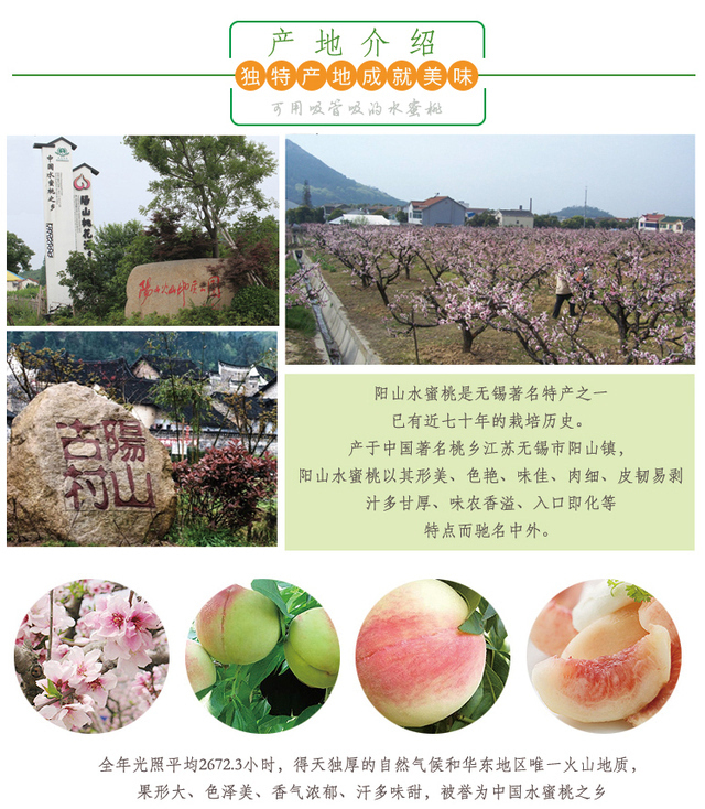 《智慧无锡》阳山水蜜桃又到成熟季节啦