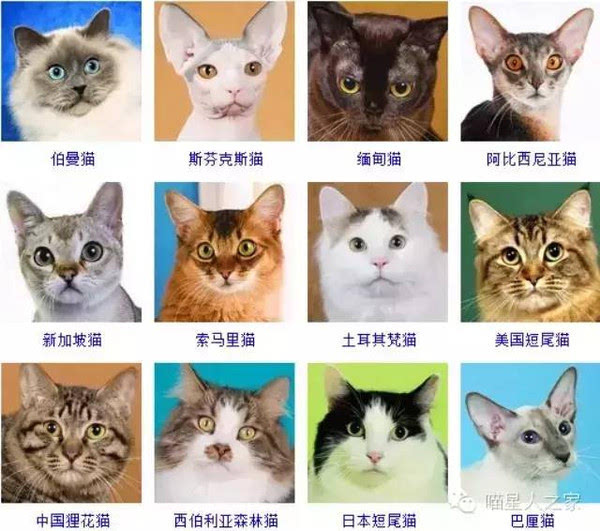 世界名猫品种大全