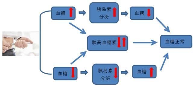 血糖高?看它与胰岛素的关系好不好!