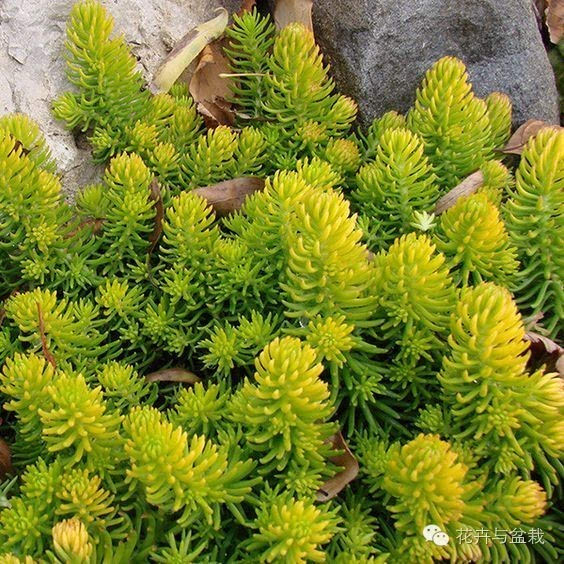 至美的庭院花儿,景天品种最佳选择