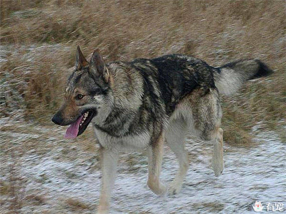 捷克狼犬是由混合喀尔巴阡狼与纯种德国牧羊犬培育而成的.