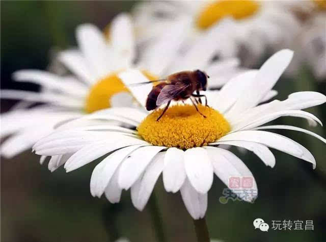 蜜蜂,蝴蝶在花丛中飞舞,一阵风吹过,满地的鲜花随风摆动,清凉自然.