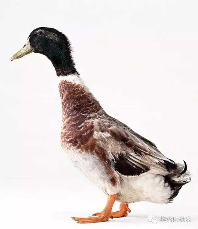 国内常见的鸭类品种你知道吗?